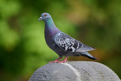 Photo of Pigeon, Michigan